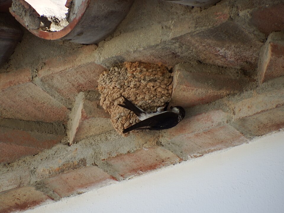 Foto 5 — Martín de la Jara, Sevilla (41658)