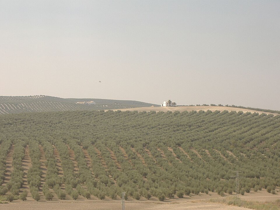 Foto 3 — Olivares, Sevilla (41804)