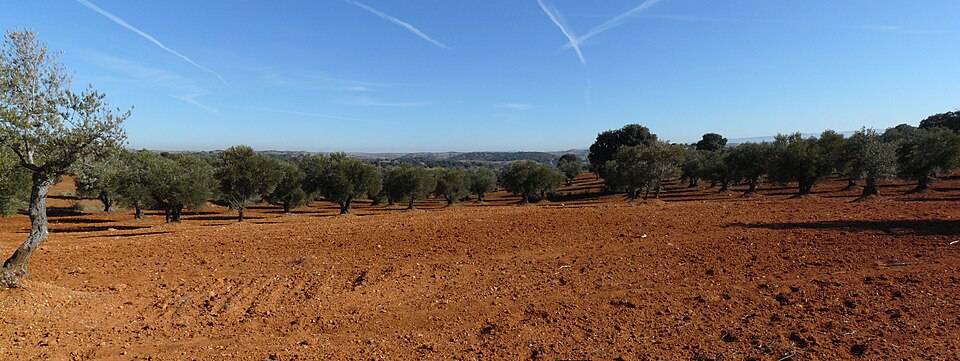 Foto 5 — Olivares, Sevilla (41804)