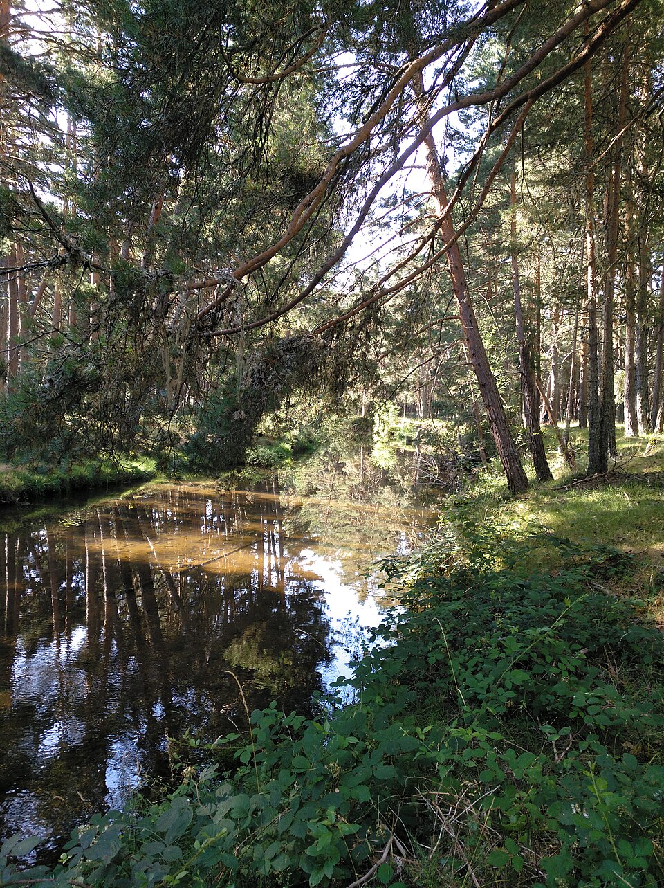 Foto 3 — Covaleda, Soria (42157)