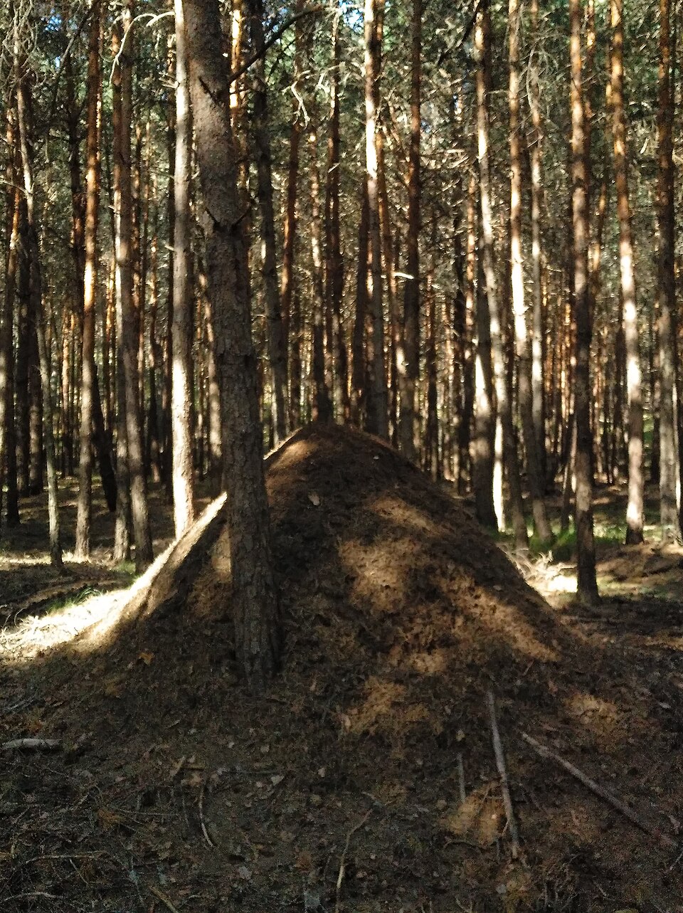 Foto 4 — Covaleda, Soria (42157)