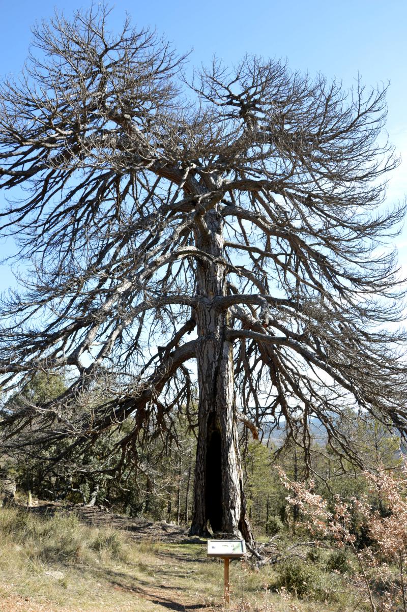 Vista de Alobras, Teruel (44019)