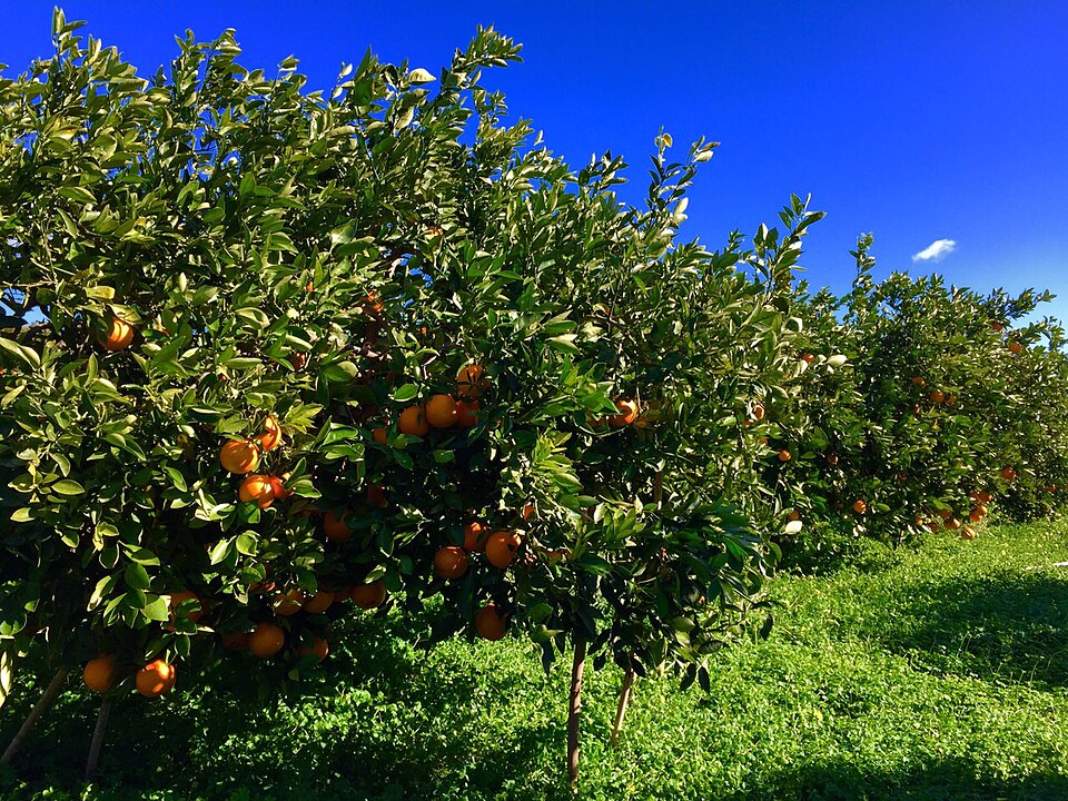Foto 4 — Petrés, Valencia (46501)
