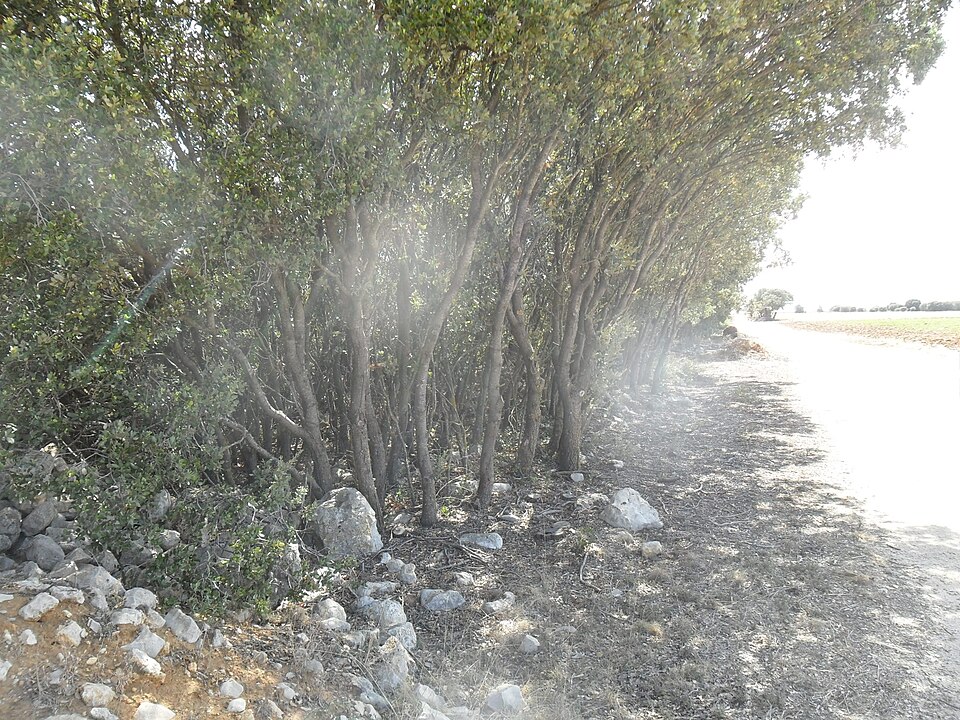 Foto 2 — Quintanilla de Onésimo, Valladolid (47350)