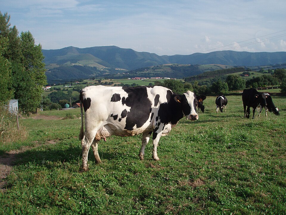 Foto 2 — Karrantza Harana/Valle de Carranza, Bizkaia (48890)