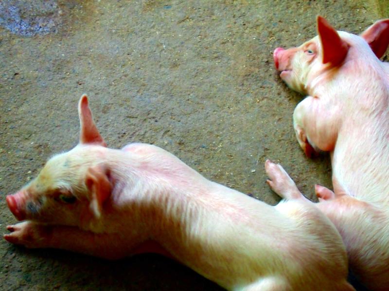 Vista de Lechón, Zaragoza (50138)